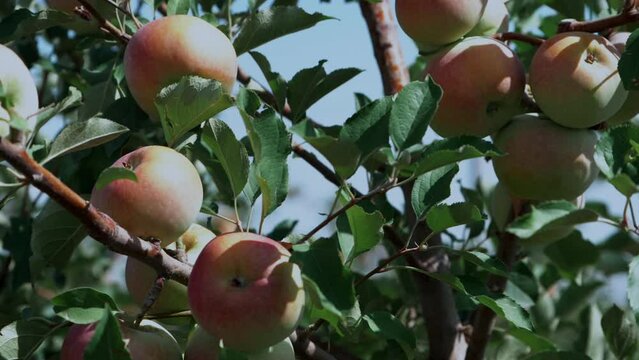 This stock video shows juicy, ripe, pink, large apples on the branches of an apple tree on a sunny summer day. This video will decorate your projects related to nature, apple harvest.