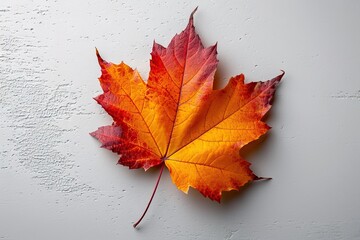 Autumn maple leaf on grey background