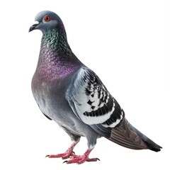 Pigeon in natural pose isolated on white background, photo realistic