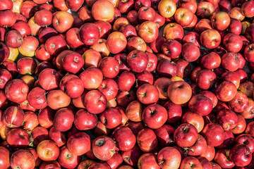 Bunch of red apples, fresh harvest