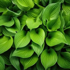 Fototapeta na wymiar Hosta Leaves Texture Background, Hostas Leaf Nature Pattern, Big Daddy Leaves, Plantain Lilies