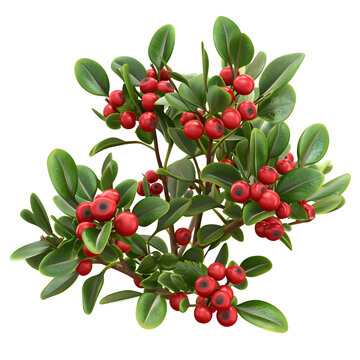 Bearberry isolated on transparent background