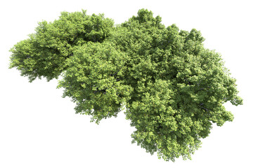 Obraz premium Green forest isolated on background. 3d rendering - illustration