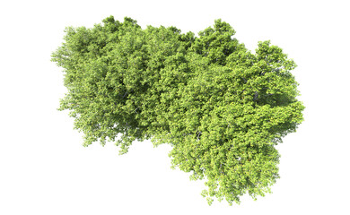 Obraz premium Green forest isolated on background. 3d rendering - illustration