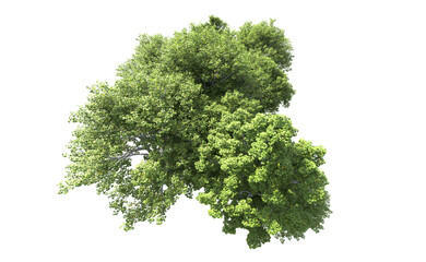 Obraz premium Green forest isolated on background. 3d rendering - illustration