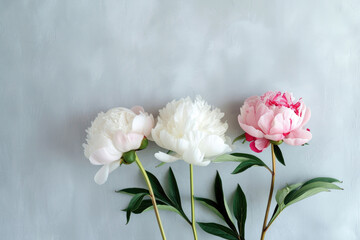 A modern and elegant composition featuring a trio of peonies against a clean backdrop
