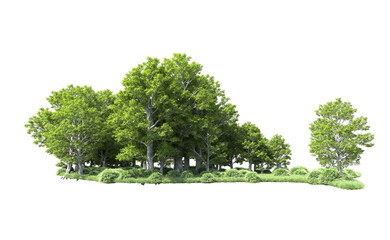 Green forest isolated on background. 3d rendering - illustration