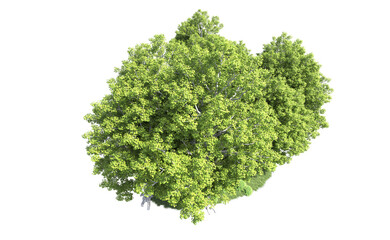 Fototapeta premium Green forest isolated on background. 3d rendering - illustration