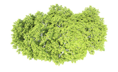 Obraz premium Green forest isolated on background. 3d rendering - illustration