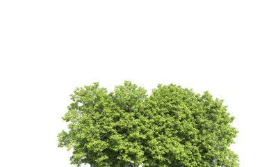 Obraz premium Green forest isolated on background. 3d rendering - illustration