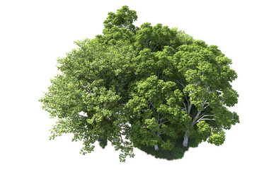 Obraz premium Green forest isolated on background. 3d rendering - illustration