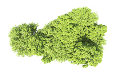 Fototapeta premium Green forest isolated on background. 3d rendering - illustration