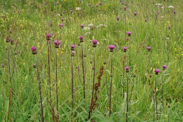 Closeup on an aggregation of colorful purple flowering melancholy thistle flowers, Cirsium...