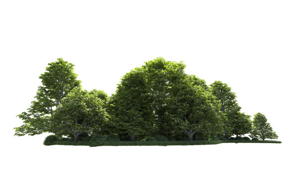 Green forest isolated on background. 3d rendering - illustration