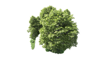 Obraz premium Green forest isolated on background. 3d rendering - illustration