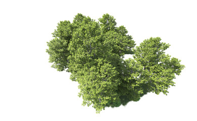 Obraz premium Green forest isolated on background. 3d rendering - illustration