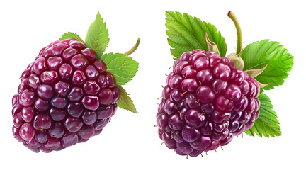 Loganberry with leaf isolated on transparent background.