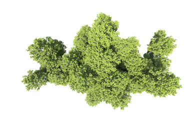 Obraz premium Green forest isolated on background. 3d rendering - illustration