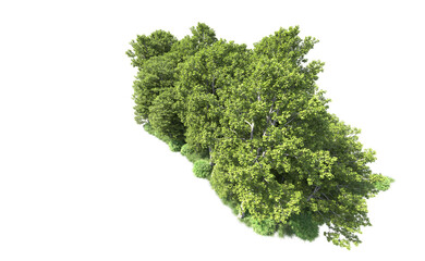 Obraz premium Green forest isolated on background. 3d rendering - illustration