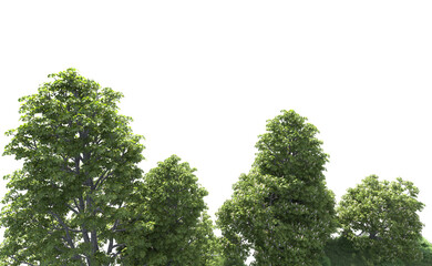 Green forest isolated on background. 3d rendering - illustration