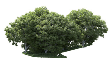 Green forest isolated on background. 3d rendering - illustration