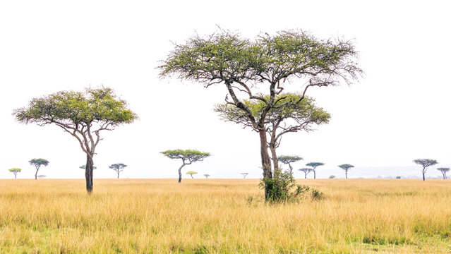 Paisaje de sabana africana con acacias