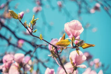 Zelfklevend Fotobehang Blooming pink magnolia flowers against the blue sky. Spring. Natural vintage floral background © vvvita