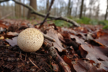 Closeup on a common earthball or pigskin poison puffball mushroom, Scleroderma citrinum growing on the forest floor