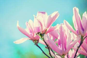 Blooming pink magnolia flowers against the blue sky. Spring. Natural vintage floral background