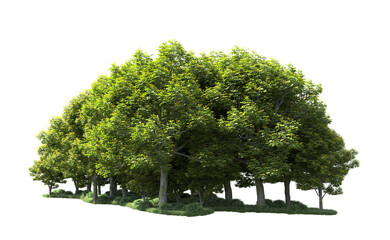 Green forest isolated on background. 3d rendering - illustration