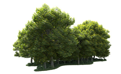 Green forest isolated on background. 3d rendering - illustration