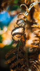 Vue rapprochée de feuilles de fougère sauvages, pendant le crépuscule