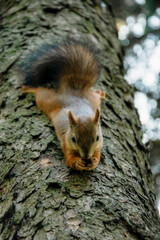 Naklejka na ściany i meble A squirrel on a tree trunk eats a nut.