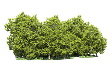 Obraz premium Green forest isolated on background. 3d rendering - illustration