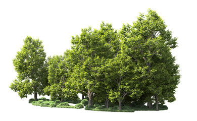 Green forest isolated on background. 3d rendering - illustration