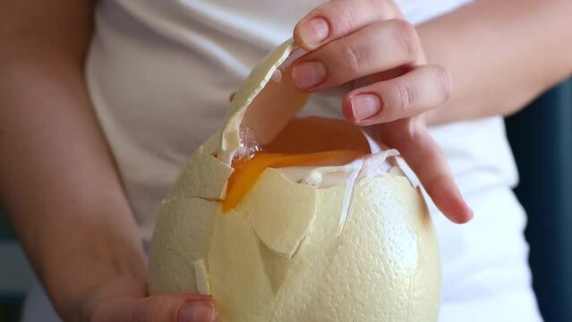 Female hands holding and cracking white large raw ostrich egg in a shell close up