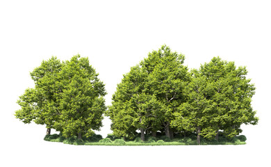 Green forest isolated on background. 3d rendering - illustration