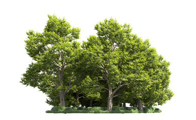 Fototapeta premium Green forest isolated on background. 3d rendering - illustration
