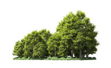Green forest isolated on background. 3d rendering - illustration