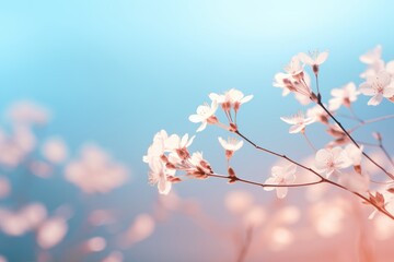Delicate white flowers on soft blue and pink background.