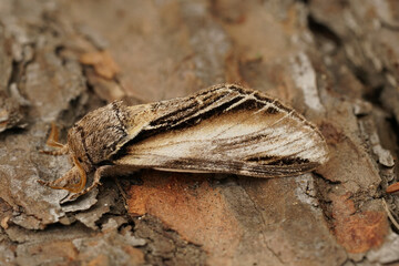 Natural closeup on the Swallow promintent moth, Pheosia tremula, sitting on wood