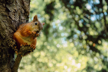 A squirrel is sitting on a tree branch and eating a nut.