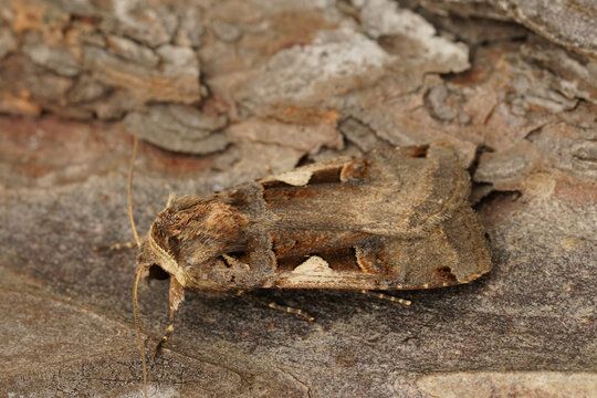 Closeup on the Setaceous Hebrew Character owlet moth, Xestia c-nigrum sitting on wood