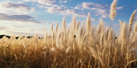 Blurred Pampas Grass Texture Background, Dry Soft Cortaderia Selloana, Fluffy Pampas Grass Reed