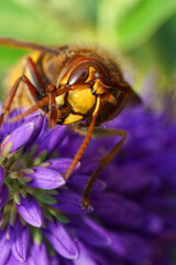 Closeup on a European hornet, Vespa crabro cleaning it's antenna on a blue flower