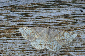 Closeup on the Dorset cream wave geometer moth, Stegania trimaculata with spread wings on wood