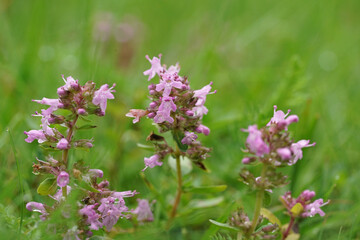 Closeup on blossoming broad-leaved or lemon thyme, Thymus pulegioides against a green background