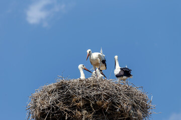 Grown-up stork (Ciconia ciconia) chicks in a nest against a blue sky background