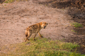 A spotted hyena (Crocuta crocuta) in the early morning, viewed from a hot air balloon, Masai Mara National Reserve, Kenya.