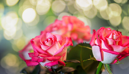 few roses and background of bokeh; focus on a rose flower